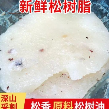 安徽本地松脂，产地直发，一手货源，欢迎来电咨询