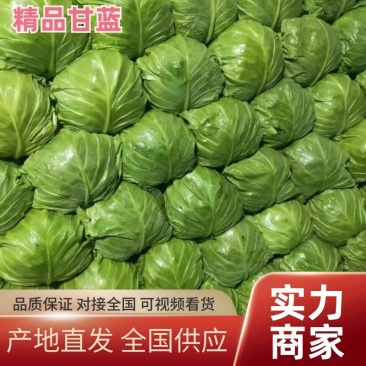 【实力商家】河北甘蓝大量上市产地直发对接全国
