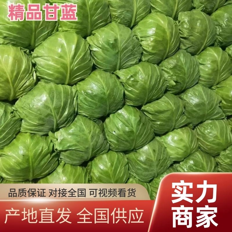 【实力商家】河北甘蓝大量上市产地直发对接全国