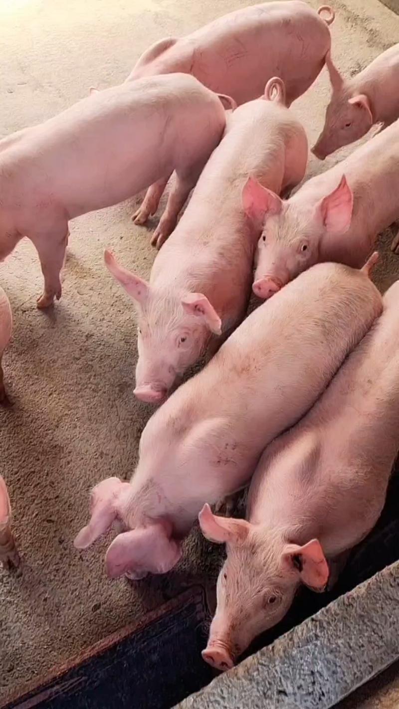 湖南猪厂批发三元仔猪，免费送猪到家，路途伤亡包补