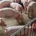 湖南猪厂批发三元仔猪，免费送猪到家，路途伤亡包补