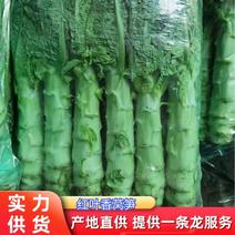 【热卖】唐山市大量出售红莴苣品质保证对接全国