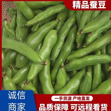 【实力】江苏蚕豆一手货源产地直发可供商超市场批