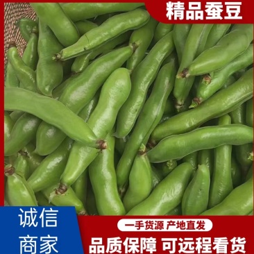 【实力精品蚕豆一手货源产地直发可供商超市场批