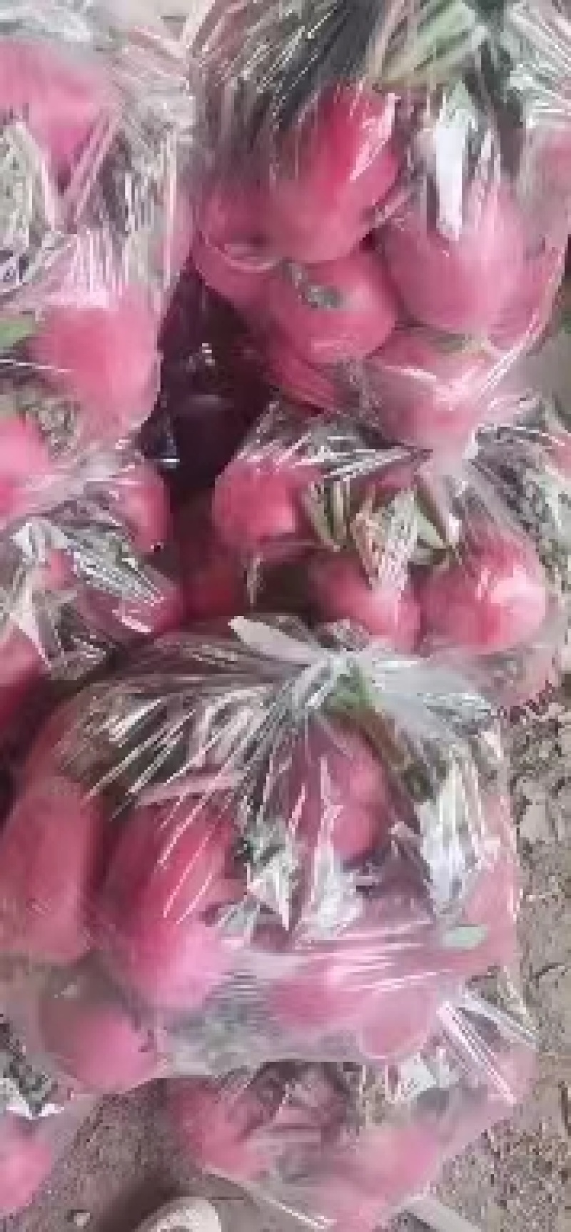 【优选】河北灯笼红萝卜品质保证对接全国售后无忧