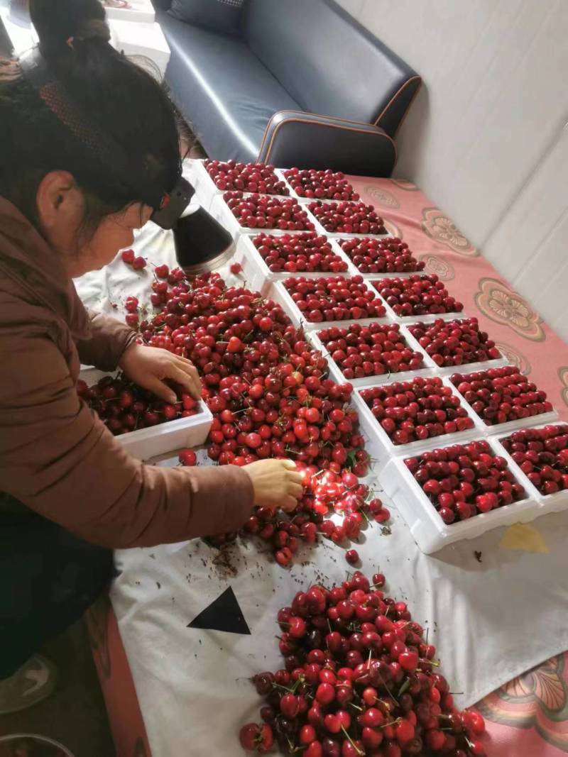 大樱桃种植户诚邀电商团购商超等精诚合作大量现货优质