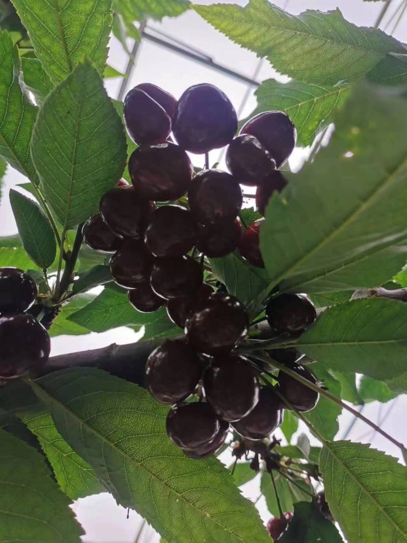 大樱桃种植户诚邀电商团购商超等精诚合作大量现货优质