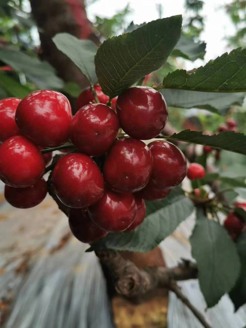大樱桃种植户诚邀电商团购商超等精诚合作大量现货优质
