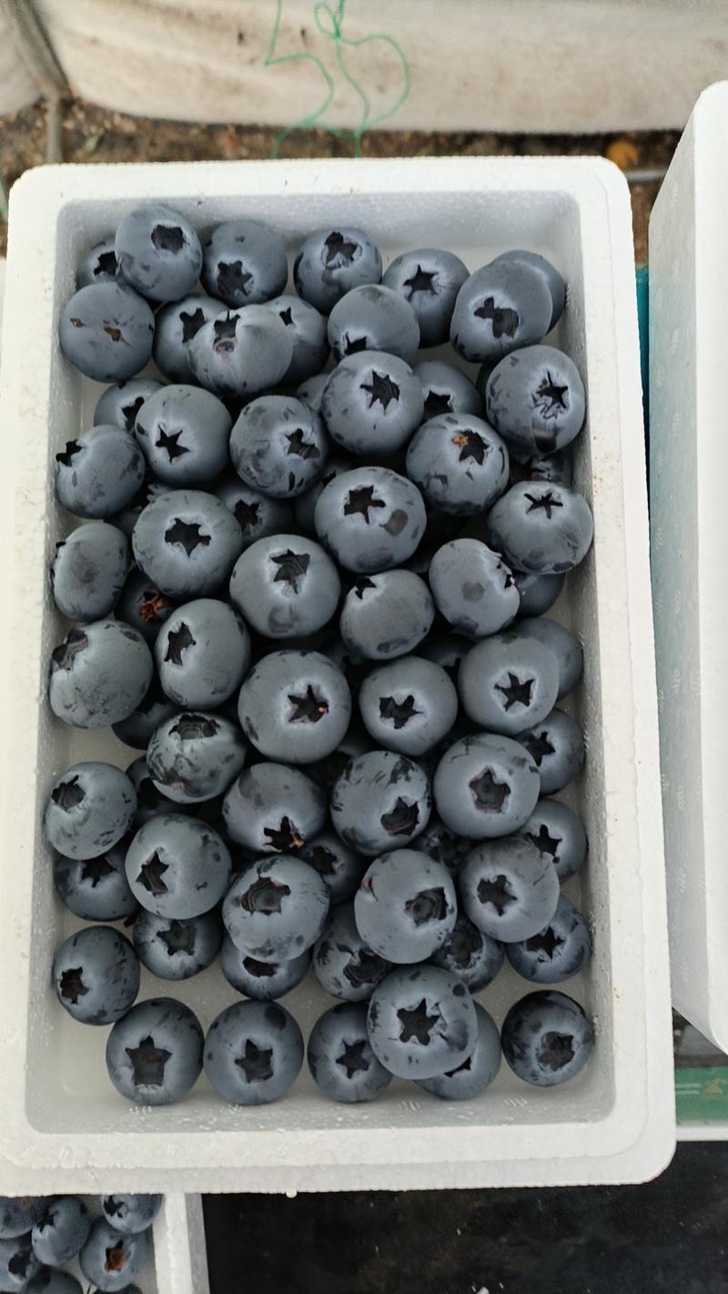 辽宁蓝莓，优瑞卡/H5/珠宝蓝莓，现货摘现发货源充足电联