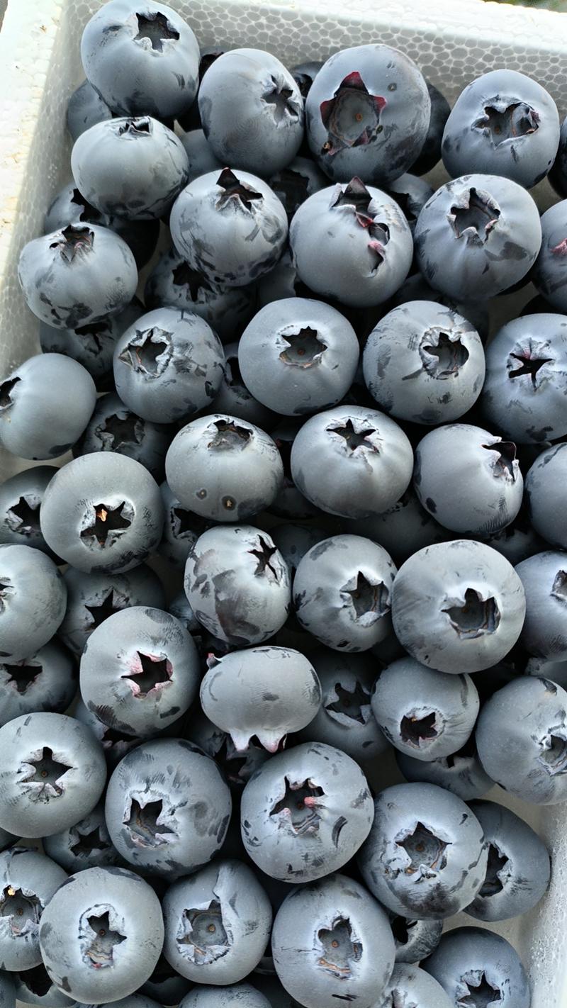 辽宁蓝莓，优瑞卡/H5/珠宝蓝莓，现货摘现发货源充足电联