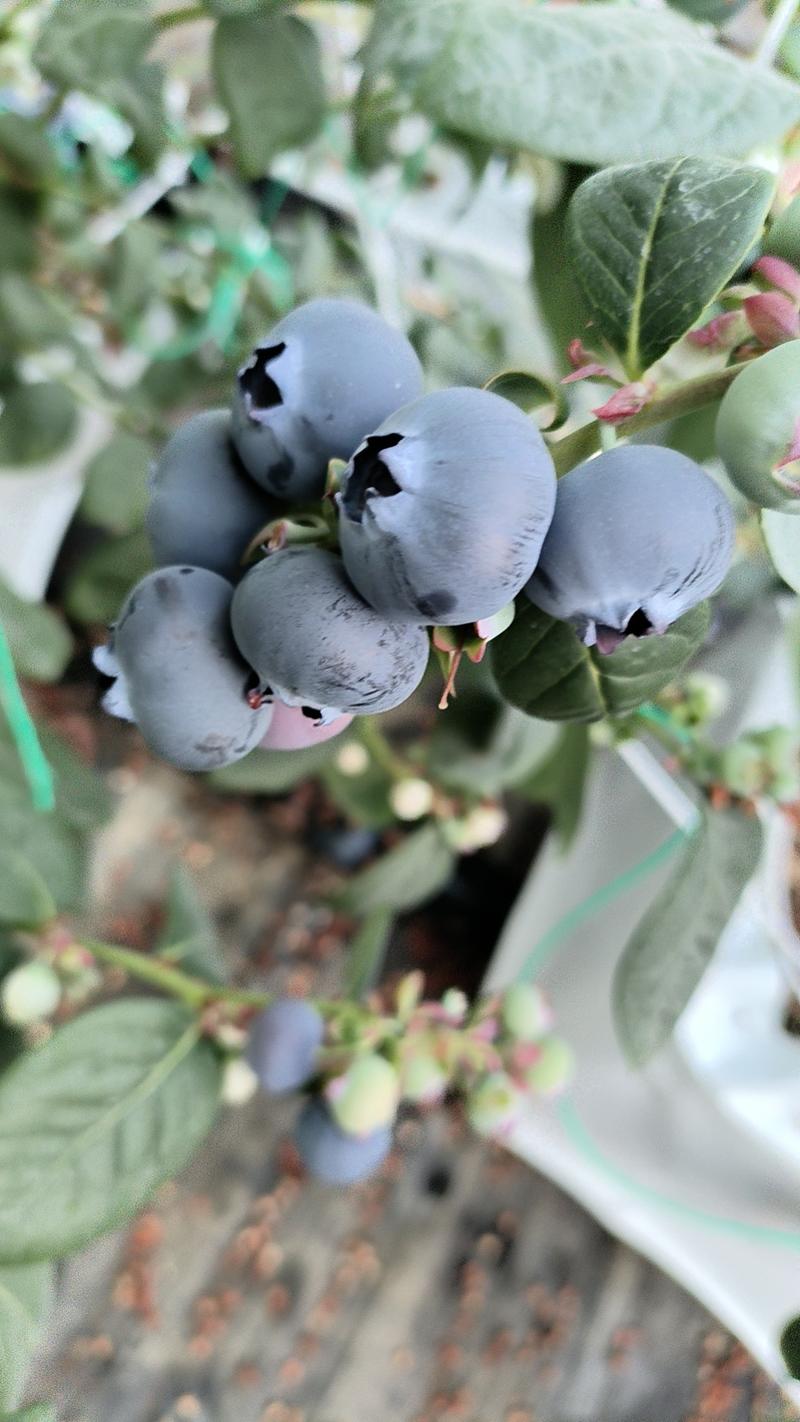 蓝莓-珠宝蓝莓瑞卡蓝莓绿宝石一手货源保质保量色泽美