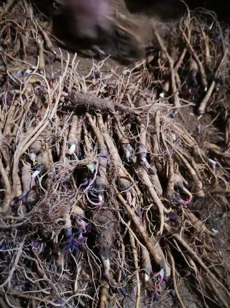 巫溪正宗肉【独活苗】质量保证品种纯正假一赔十欢迎咨询