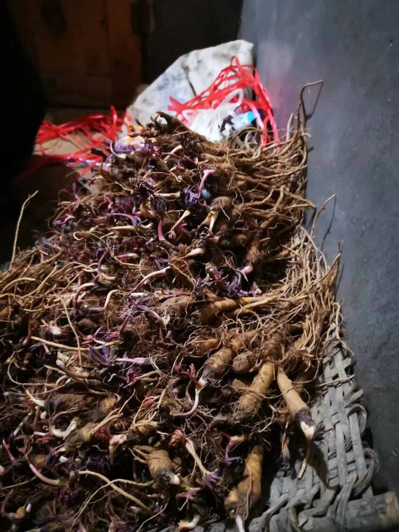 巫溪正宗肉【独活苗】质量保证品种纯正假一赔十欢迎咨询