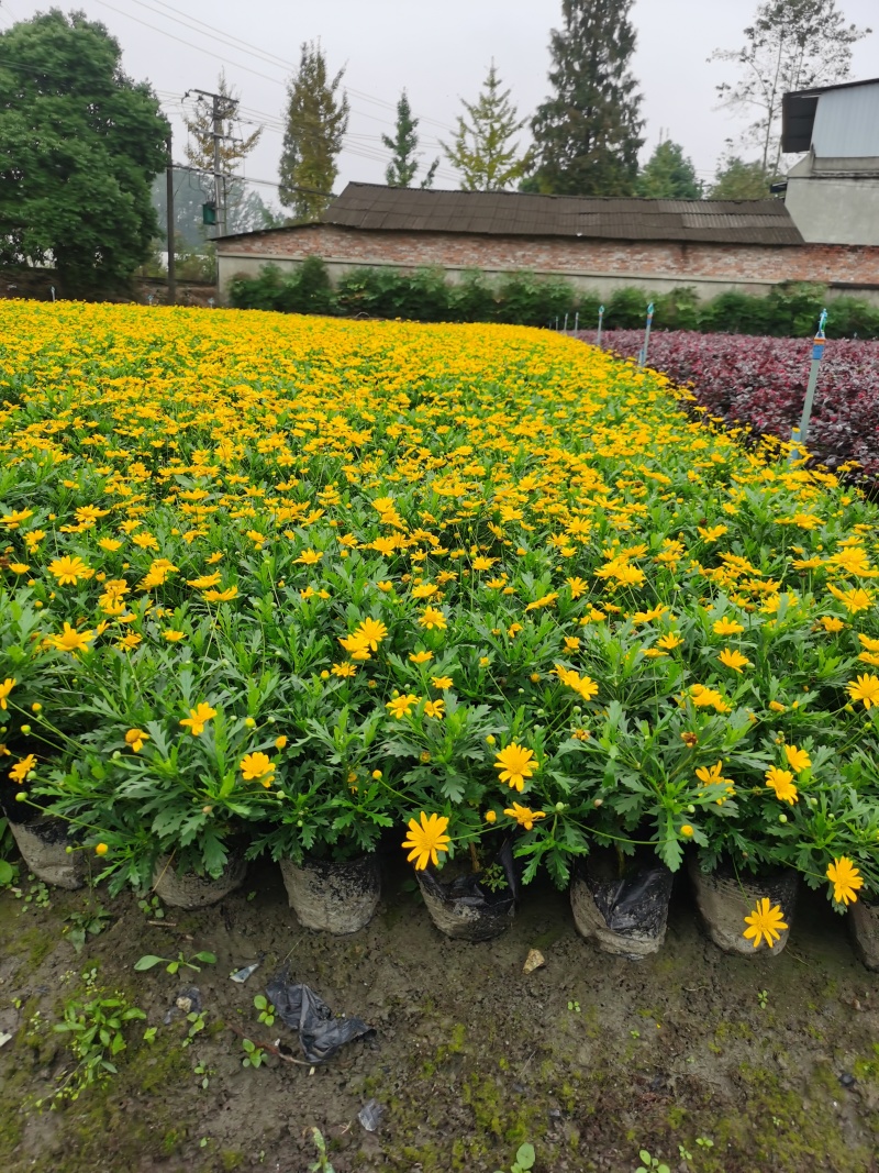 伟森园林出售宿根花卉木春菊茼蒿菊花期长观赏性强