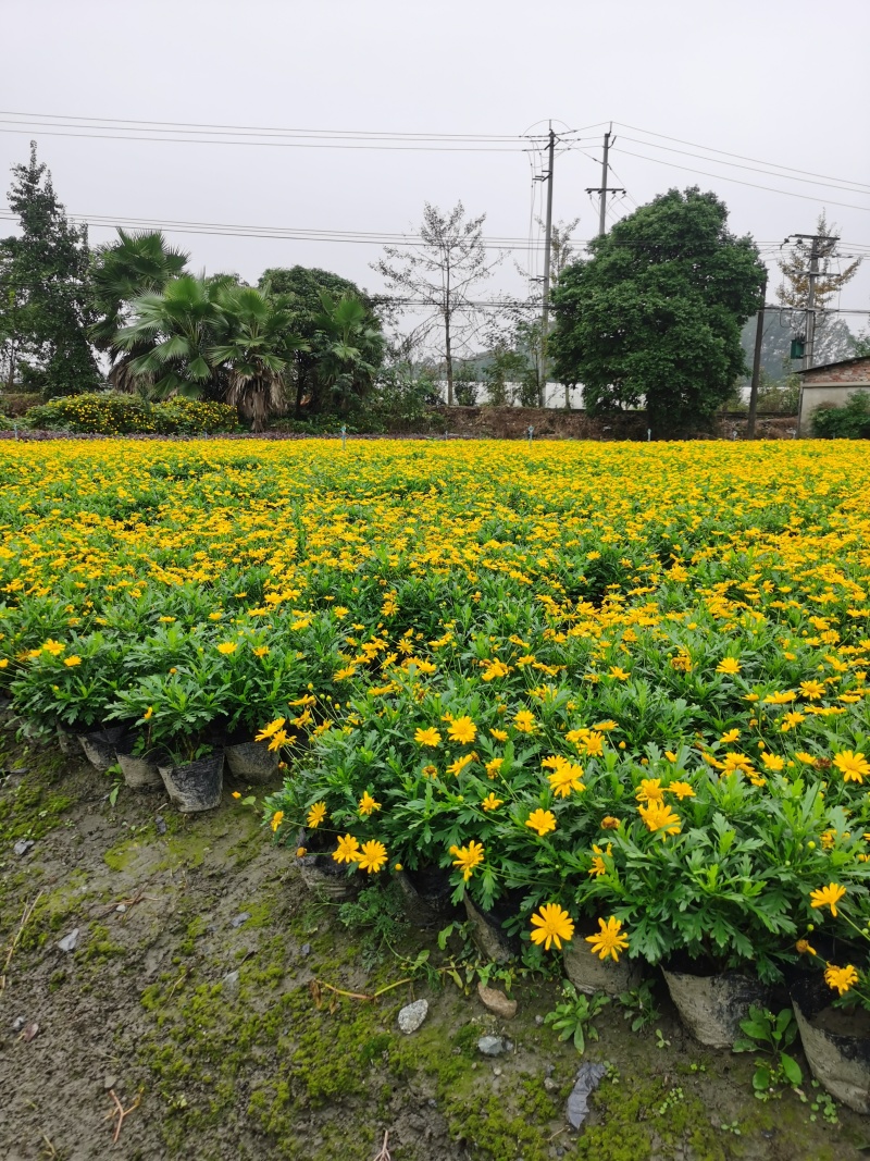 伟森园林出售宿根花卉木春菊茼蒿菊花期长观赏性强