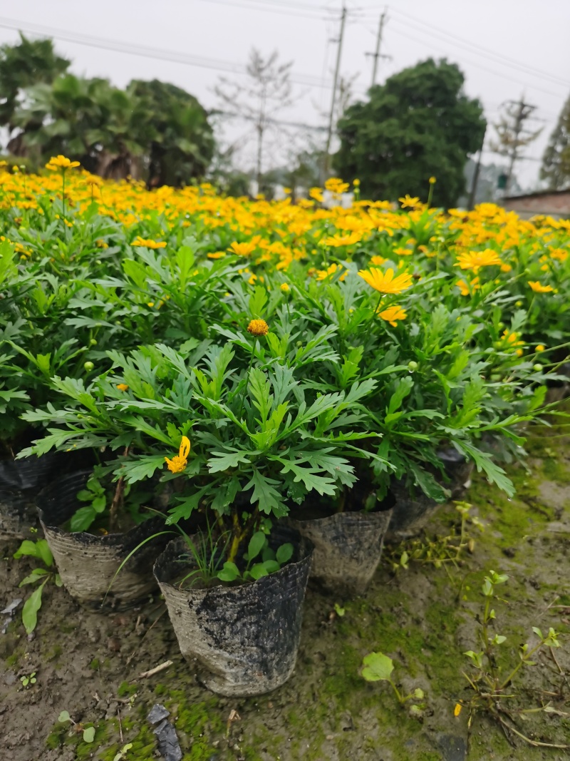 伟森园林出售宿根花卉木春菊茼蒿菊花期长观赏性强