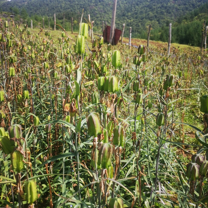 重庆【太白贝母天果】基地直发品质保证果肉饱满欢迎电联