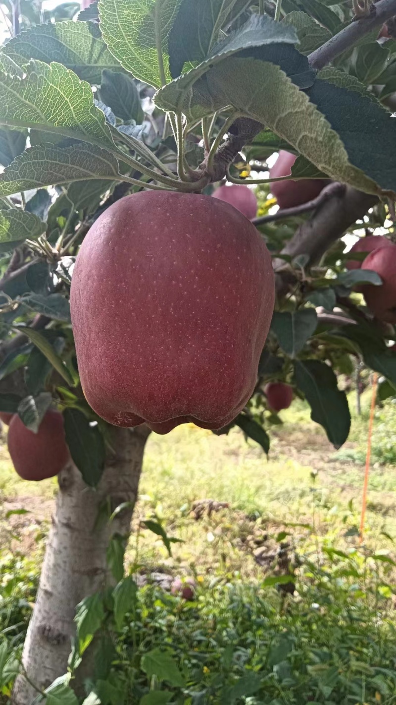 甘肃产地精选花牛苹果一手货源价格优惠货源充足可视频看货