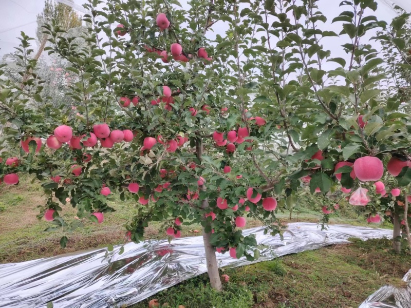 甘肃产地精选红富士苹果一手货源价格优惠货源充足可视频看货
