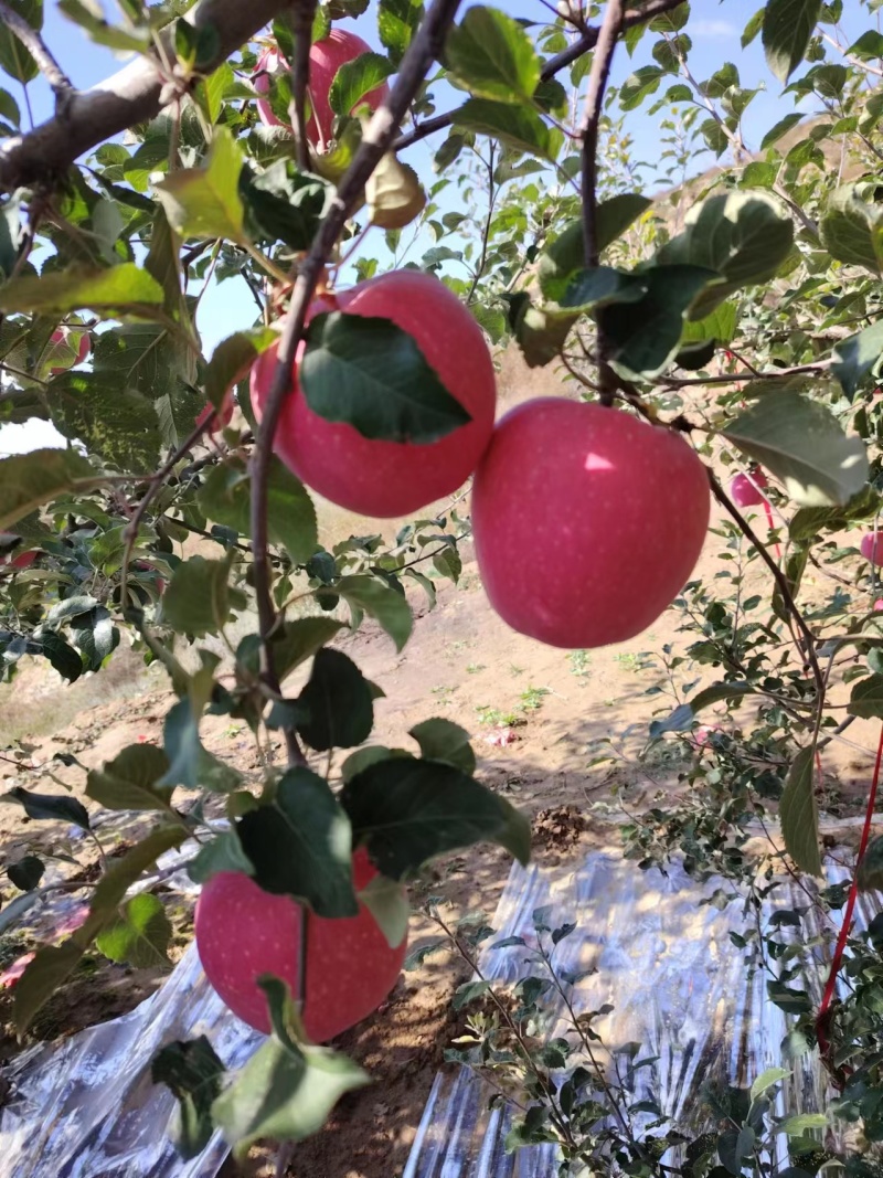甘肃产地精选红富士苹果一手货源价格优惠货源充足可视频看货