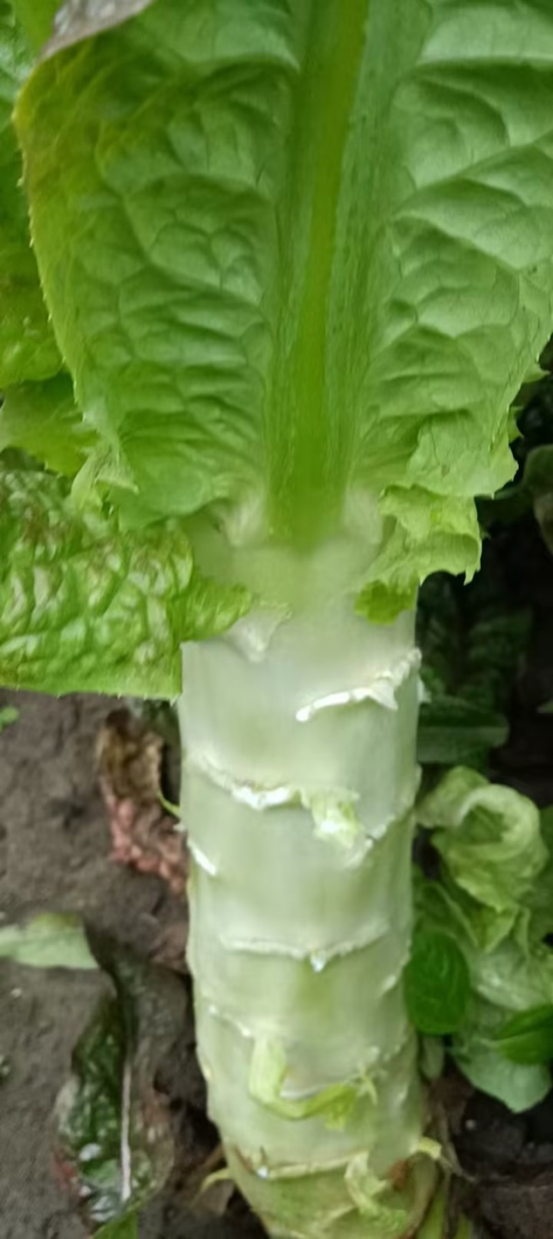 精品莴笋，濮阳莴苣尖叶莴苣万亩基地，产地直发，物流全国