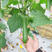 绿雅香妃丝瓜种子早熟短把品种油绿光亮产量高基地品