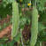 绿雅香妃丝瓜种子早熟短把品种油绿光亮产量高基地品