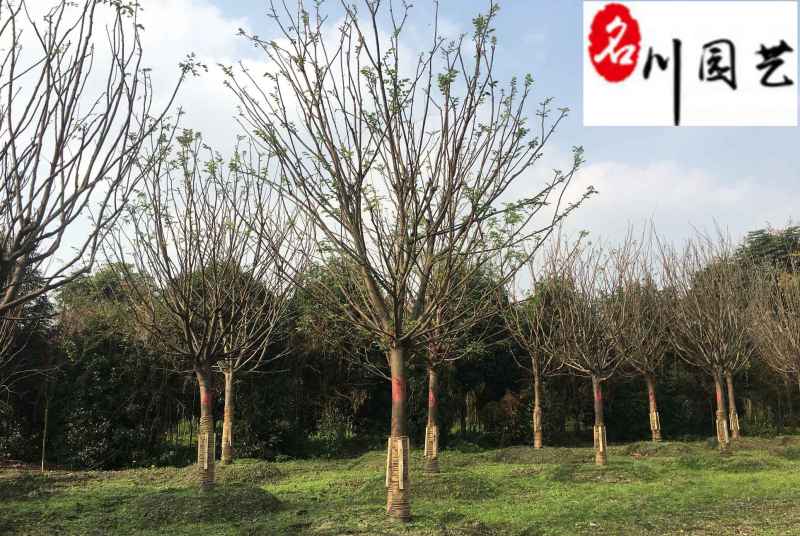 降价出售优质精品榉树成都苗圃基地自产自销单杆榉树