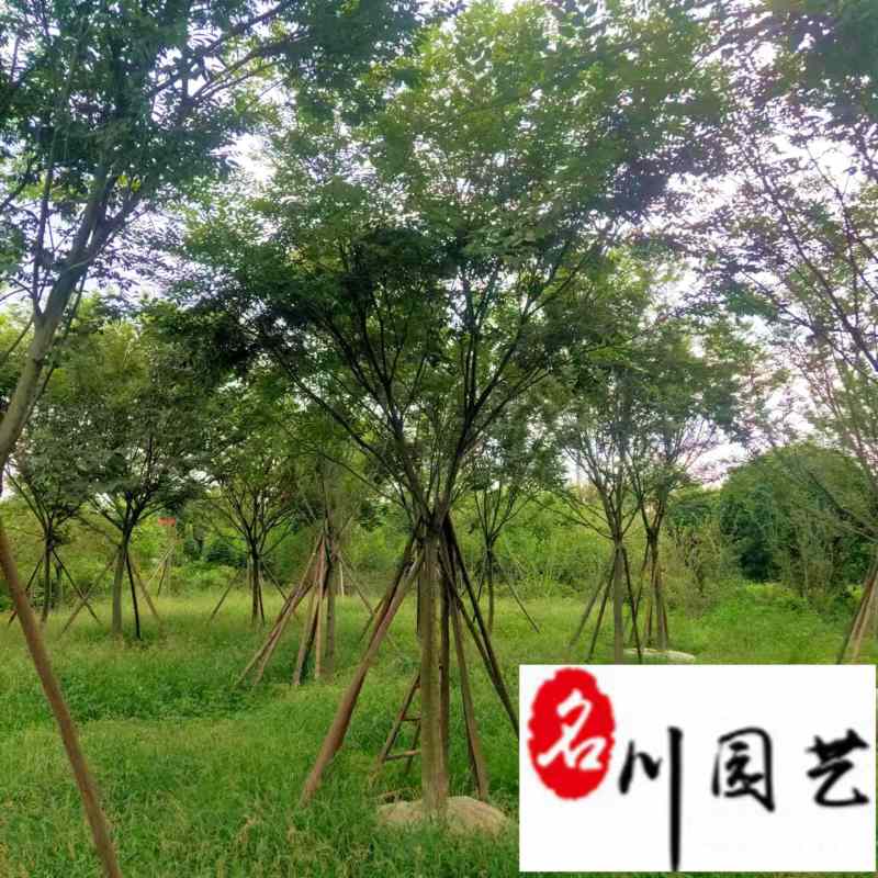 降价出售优质精品榉树成都苗圃基地自产自销单杆榉树