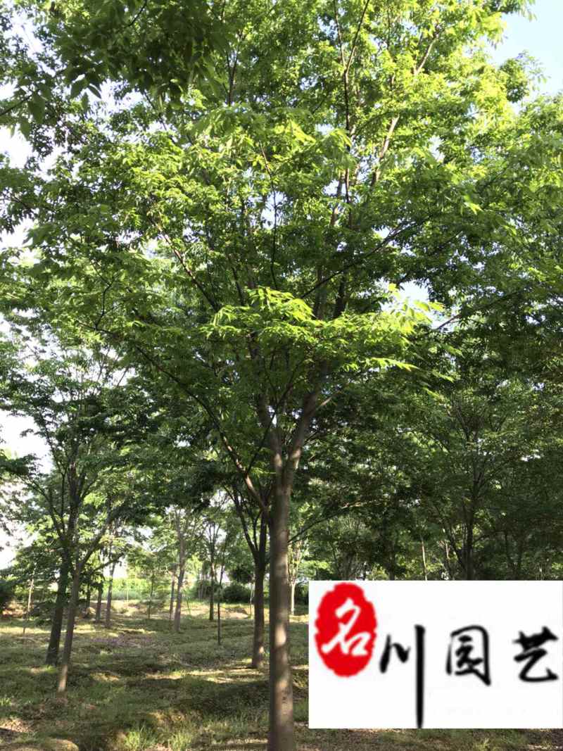 降价出售优质精品榉树成都苗圃基地自产自销单杆榉树