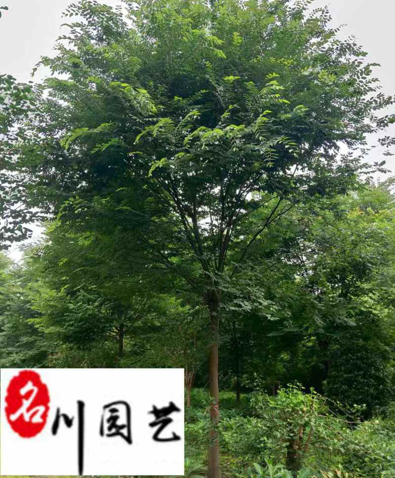 降价出售优质精品榉树成都苗圃基地自产自销单杆榉树