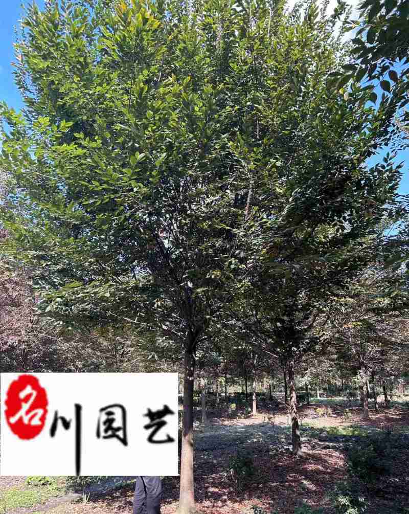 降价出售优质精品榉树成都苗圃基地自产自销单杆榉树