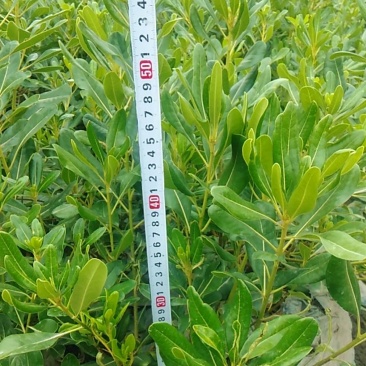 四川优质海桐苗特惠批发农户直销规格齐全量大优惠