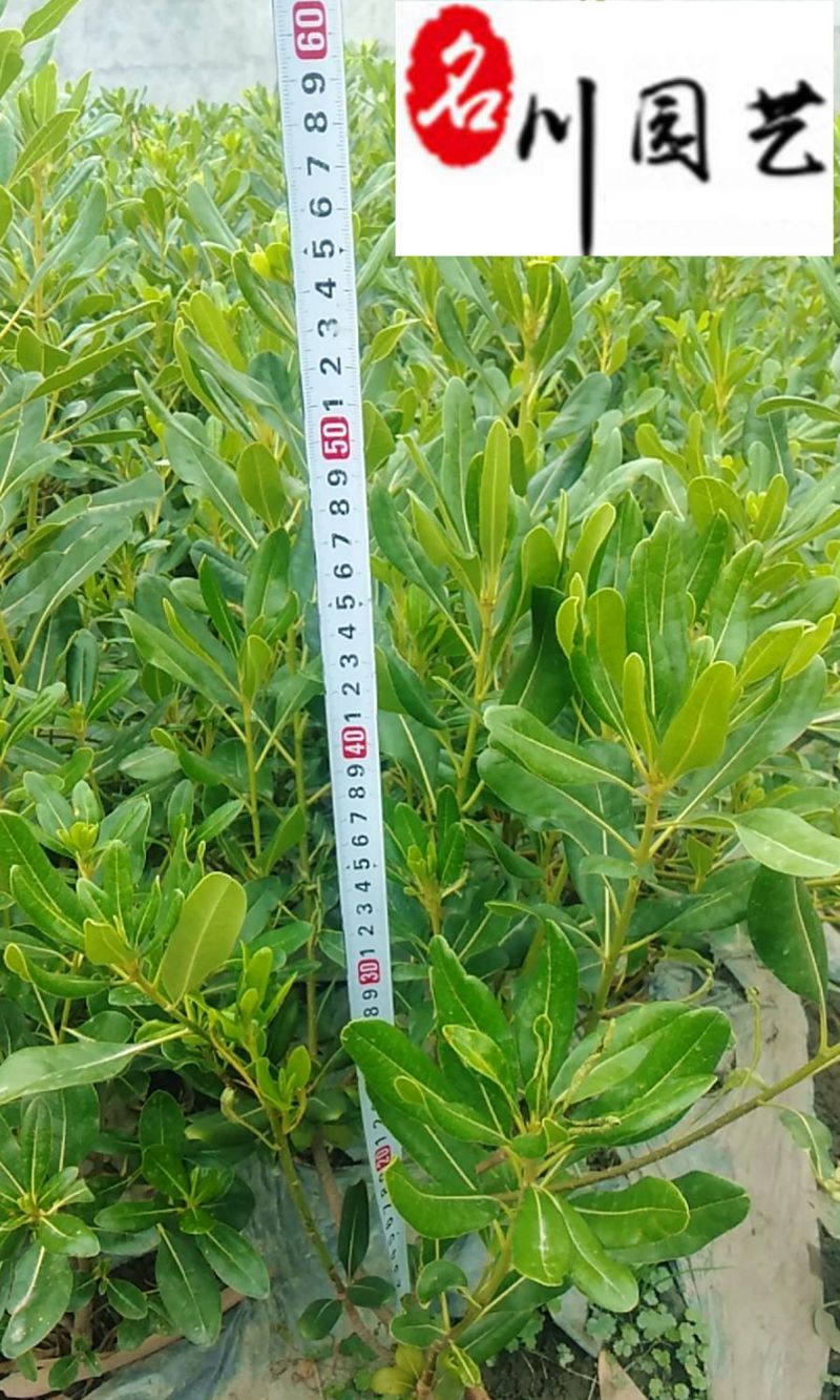 四川优质海桐苗特惠批发农户直销规格齐全量大优惠