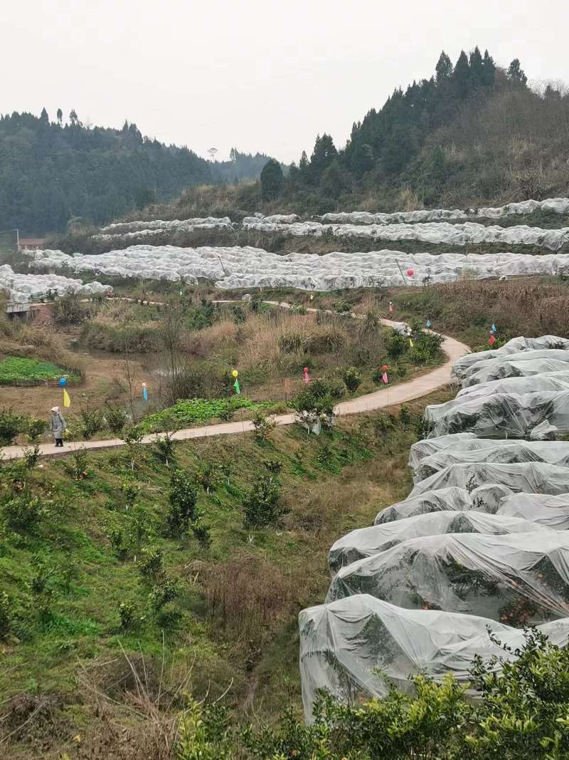 四川明日见柑桔，一手货源，产地直发，大量有货，欢迎联系