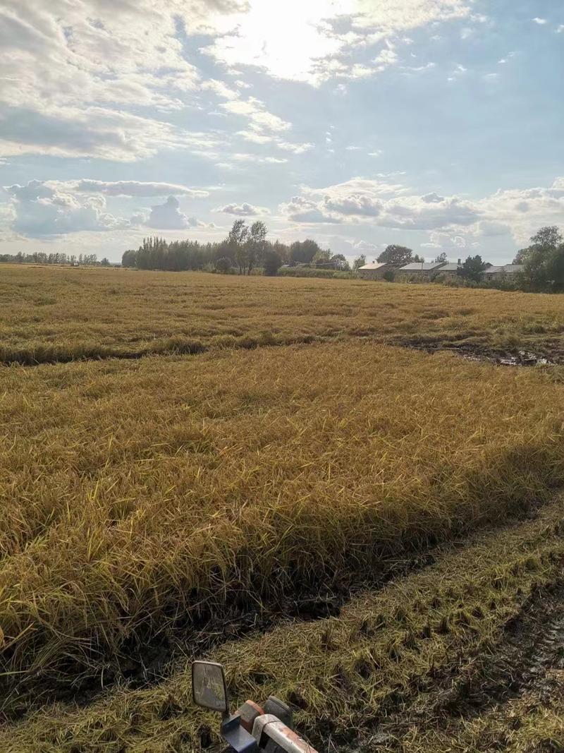 东北五常大米稻花香，大量有货，自产自销，品质保证