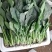 【优选】大叶菠菜品质保证对接全国售后有保证欢迎联系