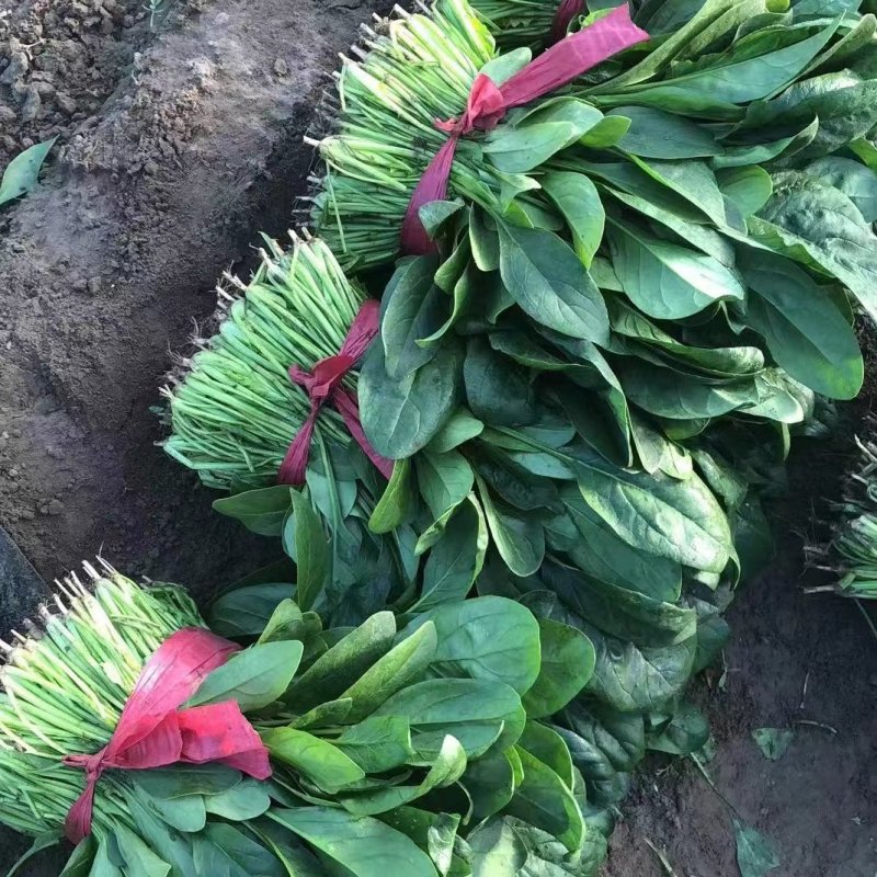 【优选】大叶菠菜品质保证对接全国售后有保证欢迎联系