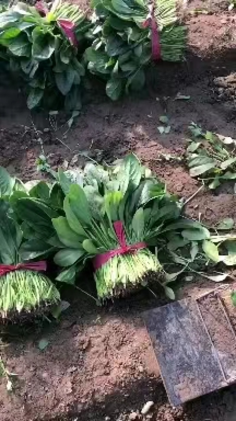 【优选】大叶菠菜品质保证对接全国售后有保证欢迎联系