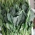 【优选】大叶菠菜品质保证对接全国售后有保证欢迎联系