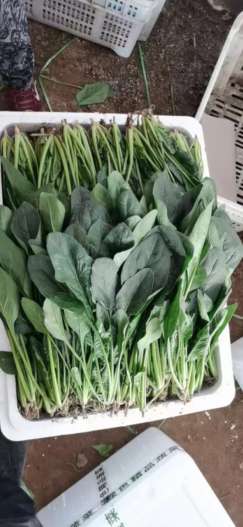 【优选】大叶菠菜品质保证对接全国售后有保证欢迎联系