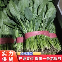 【优选】大叶菠菜品质保证对接全国售后有保证欢迎联系