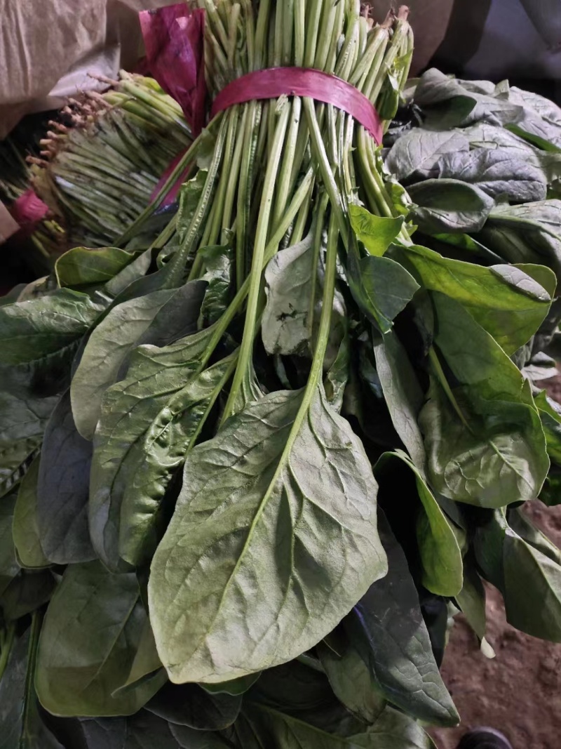 【优选】大叶菠菜品质保证对接全国售后有保证欢迎联系
