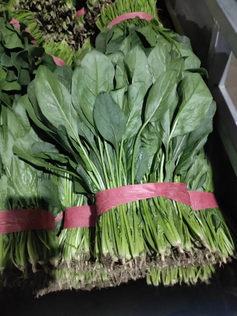 【优选】大叶菠菜品质保证对接全国售后有保证欢迎联系