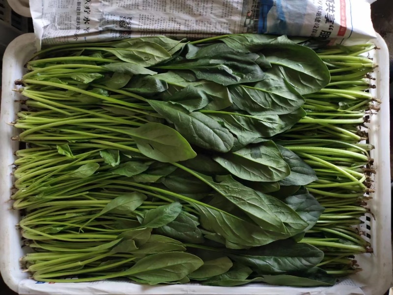 【优选】大叶菠菜品质保证对接全国售后有保证欢迎联系