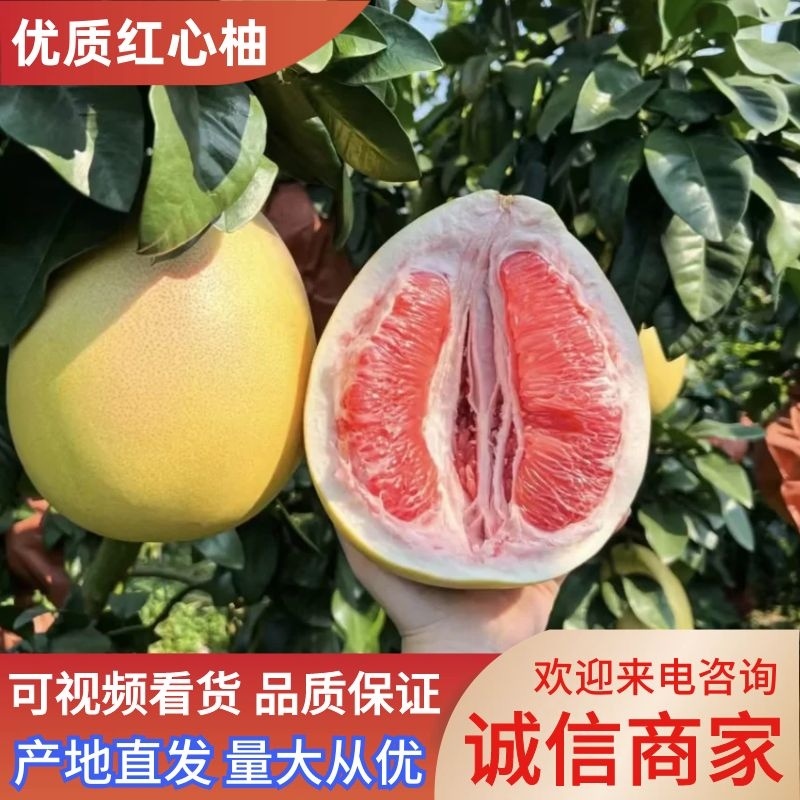 【四川柚子】优质红心柚大量供应可视频看货品质保证