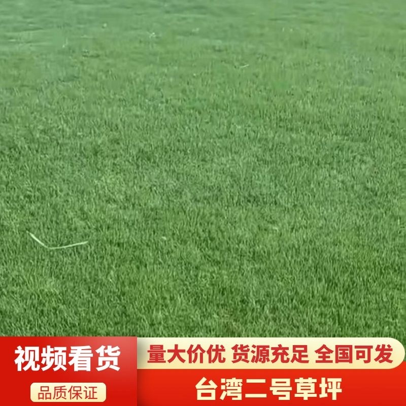 【台湾二号草坪】马尼拉品质保障产地直发对接全国