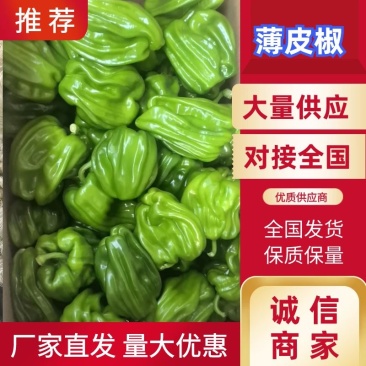 【优选】河北薄皮麻椒麻辣椒实力供应对接全国欢迎联系