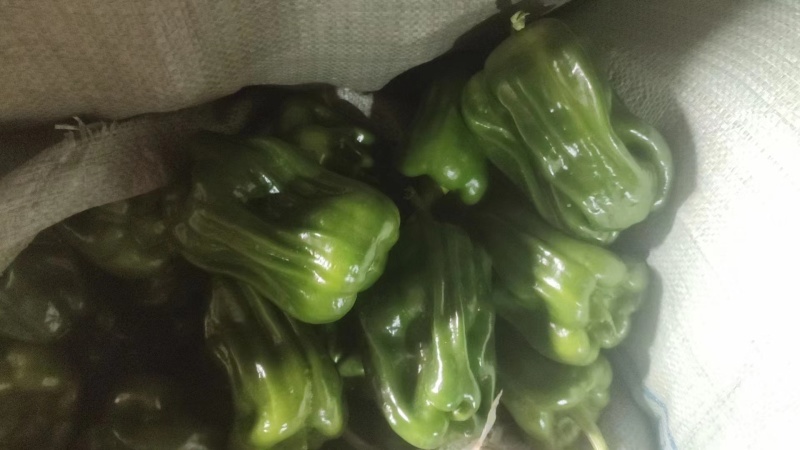 【优选】河北薄皮麻椒麻辣椒实力供应对接全国欢迎联系
