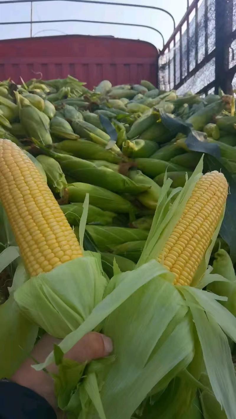 【精品】太阳花玉米颗粒饱满产地直供新鲜玉米全国发货